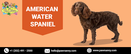 American Water Spaniel American Water Spaniel
