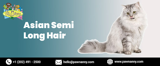 Asian Semi-Longhair Cat Breed Asian Semi-Longhair Cat Breed