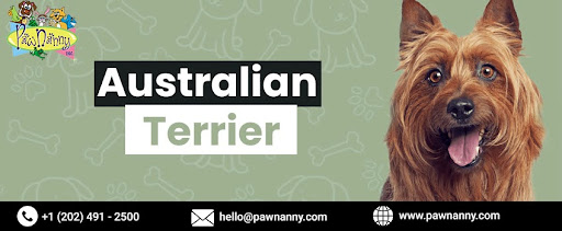 Australian Terrier