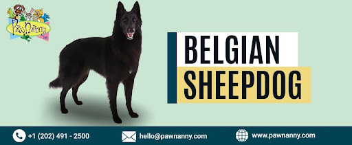 Mid Day Pets Walking Services in Virginia Pet Walks Services