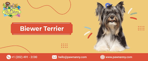 Biewer Terrier