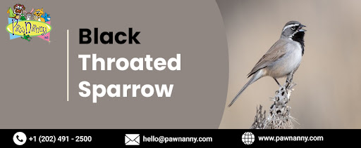 Black Throated Sparrow Black Throated Sparrow