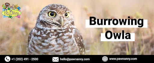Food Diet for Burrowing Owls Food Diet for Burrowing Owls
