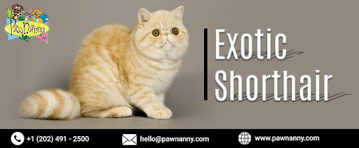 Pet House Sitting Services in Fairfax Overnight Pet Care Services
