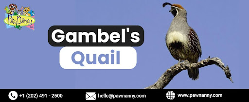 Gambel' Quail