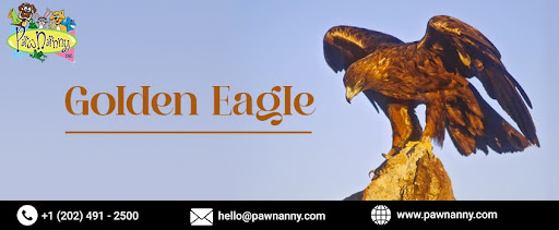 Golden Eagle