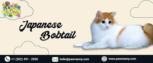 Japanese Bobtail