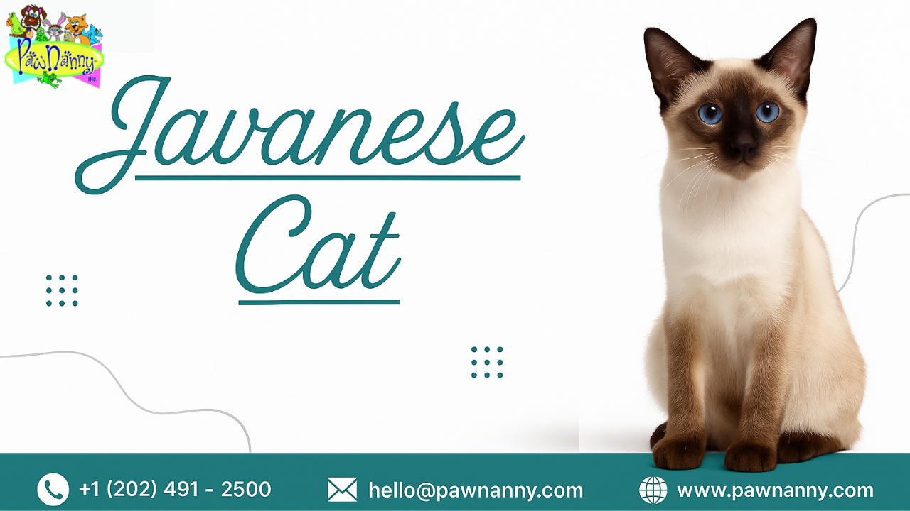 Javanese Cat