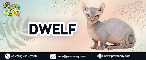 Pet Anal Gland Expression Services USA Mid Day Walks
