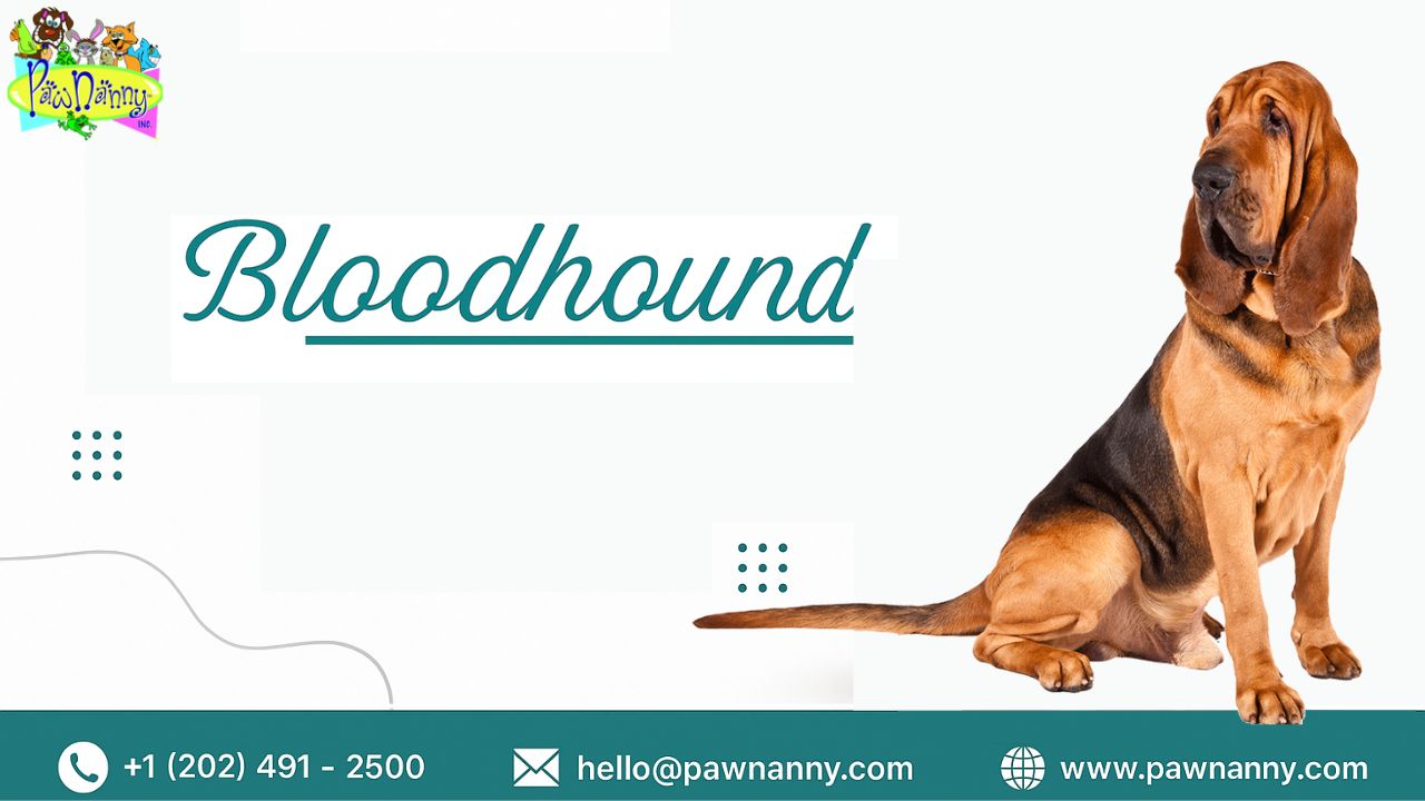 Bloodhound