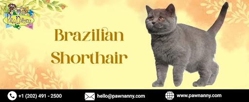 Brazilian Shorthair