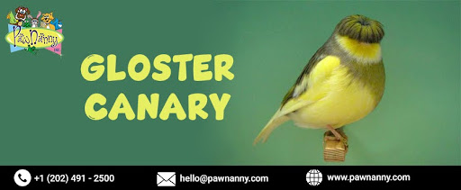 Gloster Canary