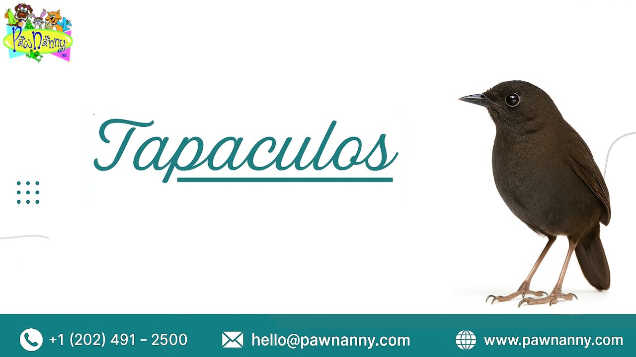 Tapaculos