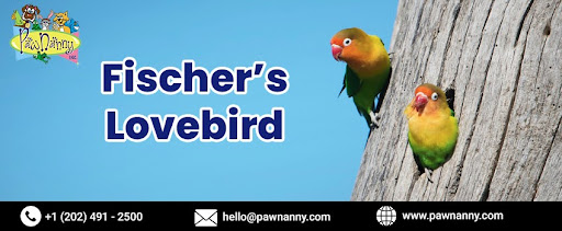 Fischer’s Lovebird