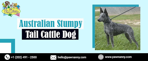 Australian Stumpy Tail Cattle Dog