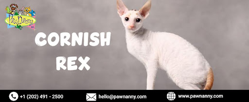 Cornish Rex