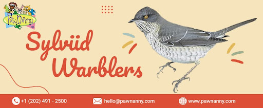 Sylviid Warblers